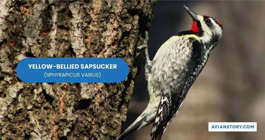 YELLOW BELLIED SAPSUCKER