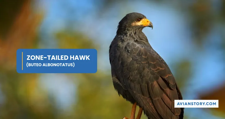 ZONE TAILED HAWK