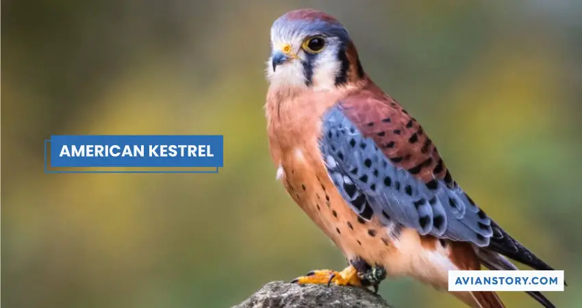 AMERICAN KESTREL