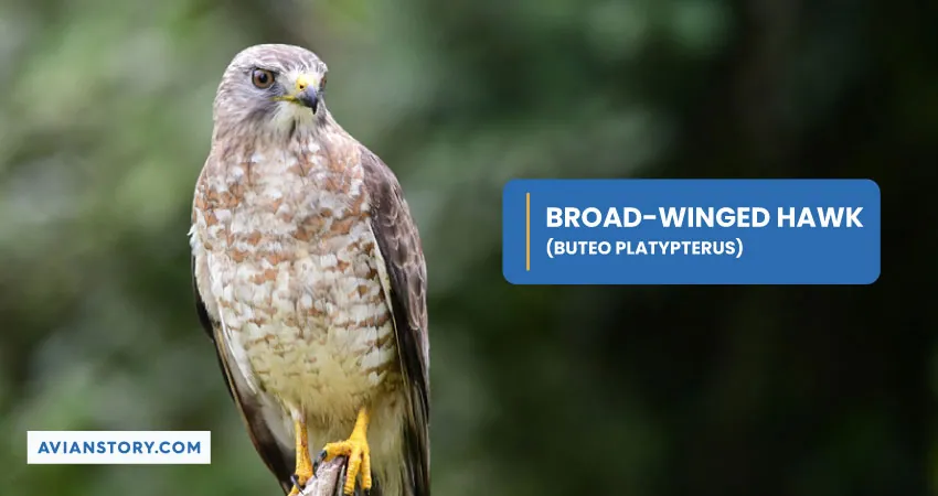 BROAD WINGED HAWK