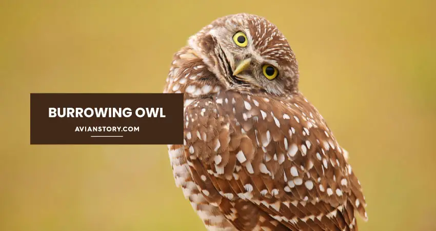 Owls in Wyoming - In Depth Guide 6