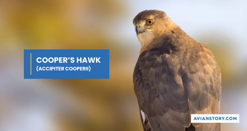 COOPERS HAWK