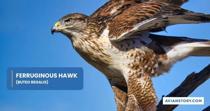 FERRUGINOUS HAWK