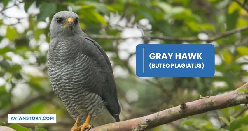 GRAY HAWK