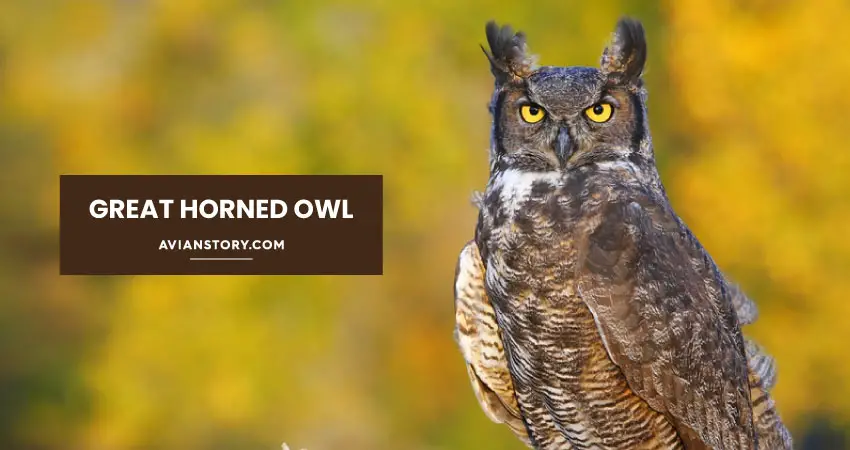 Owls in Wyoming - In Depth Guide 1
