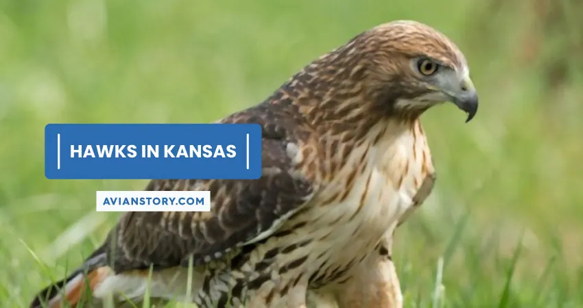 11 Species Of Hawks In Kansas [A Complete List]