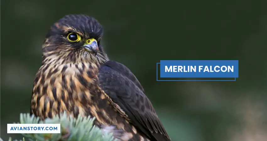 MERLIN FALCON