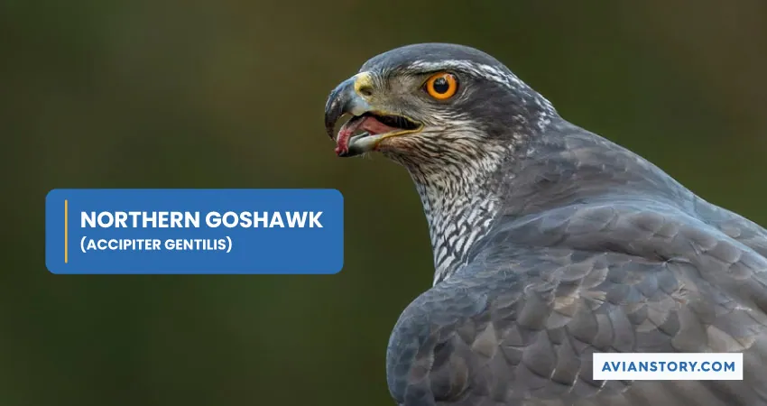 NORTHERN GOSHAWK