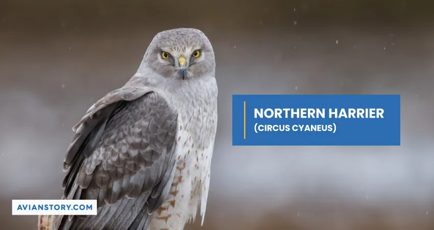 NORTHERN HARRIER