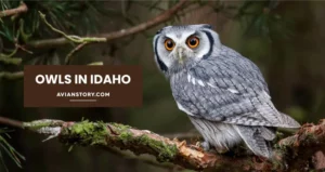 Owls in Idaho – Meet the Magnificent Owls of Idaho