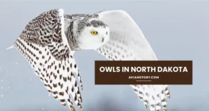 All the Owls in North Dakota