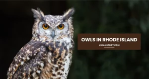 Owls In Rhode Island: Different Majestic Owl Species That Can Be Found