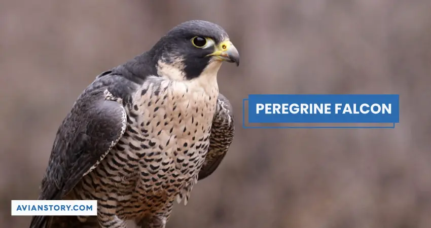 PEREGRINE FALCON