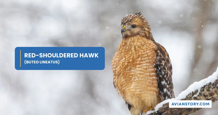 RED SHOULDERED HAWK