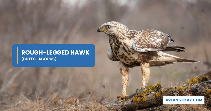 ROUGH LEGGED HAWK