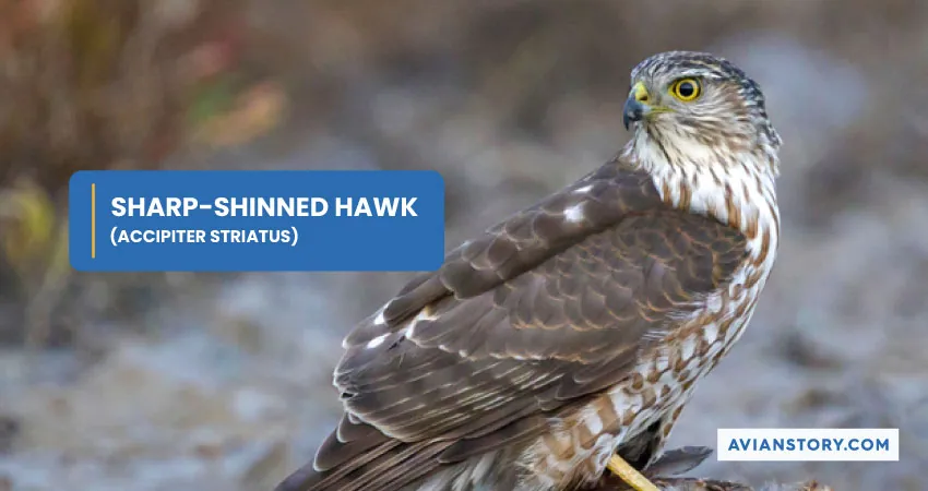 SHARP SHINNED HAWK