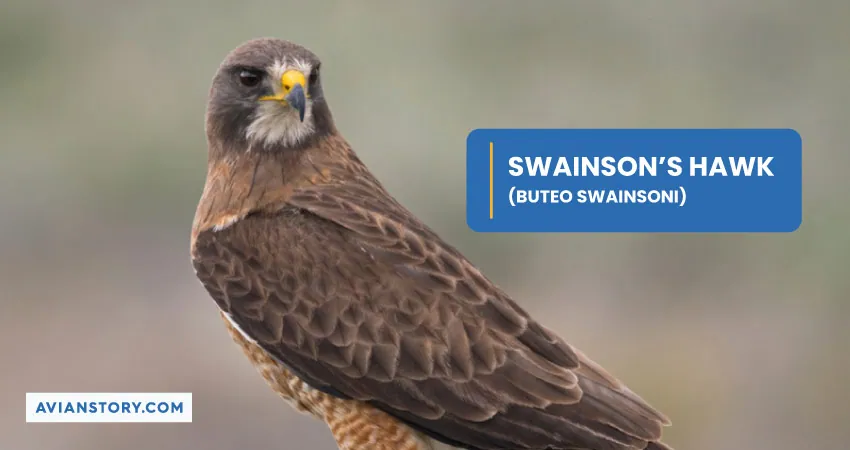 SWAINSONS HAWK