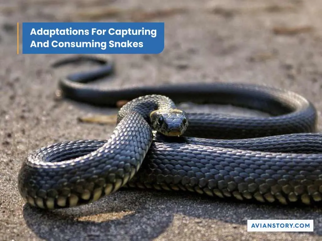 Adaptations For Capturing And Consuming Snakes.webp