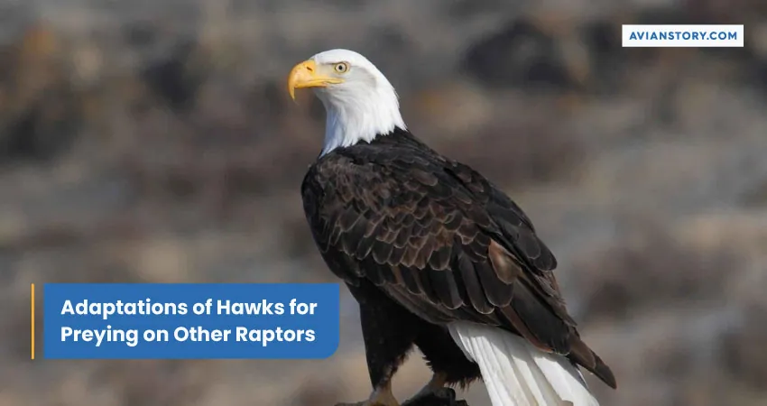 Adaptations of Hawks for Preying on Other Raptors