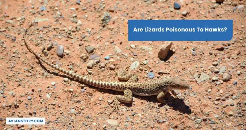 Are Lizards Poisonous To Hawks