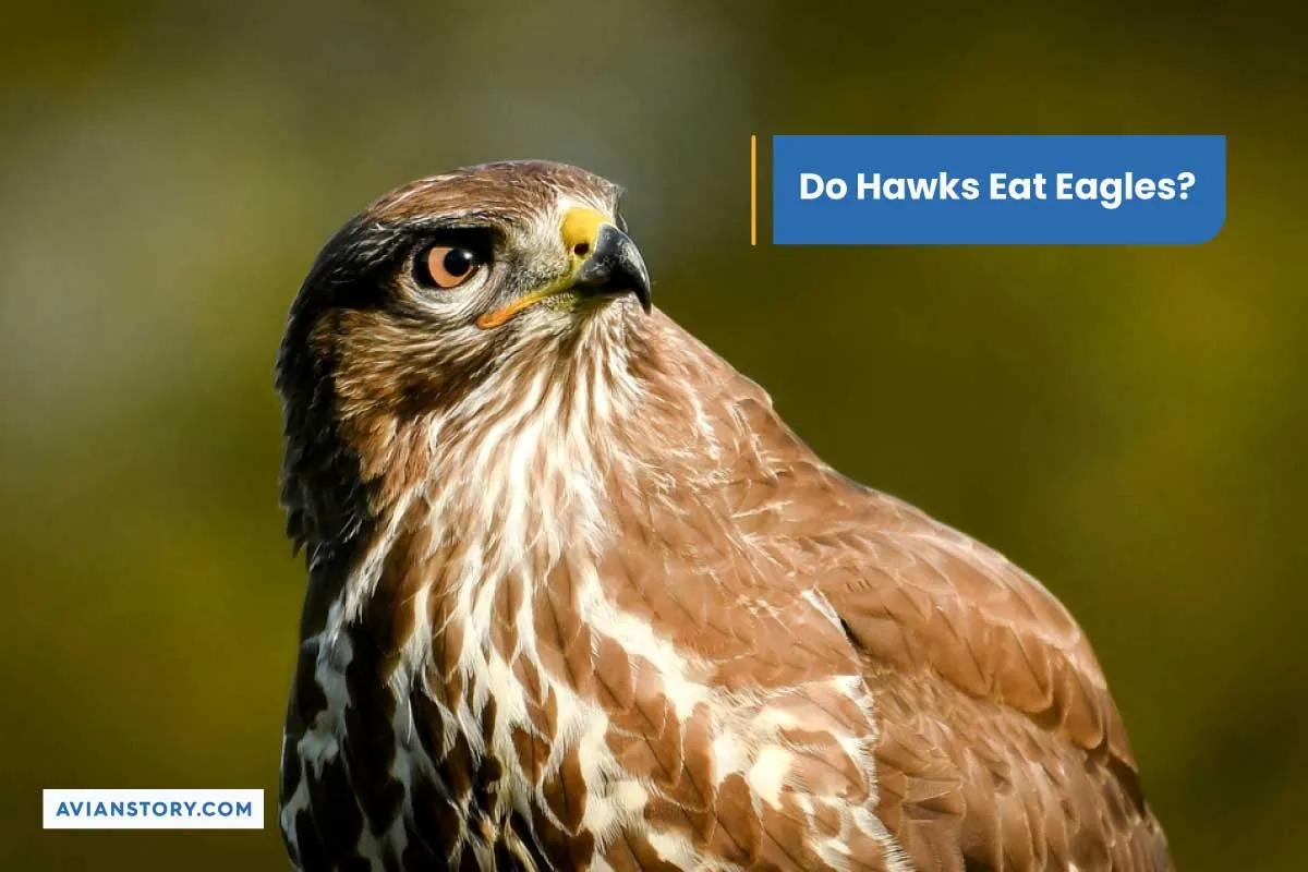 Do Hawks Eat Eagles? Discover The Incredible Truth Today!