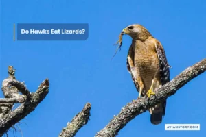 Do Hawks Eat Lizards? 3 Surprising Facts Revealed!