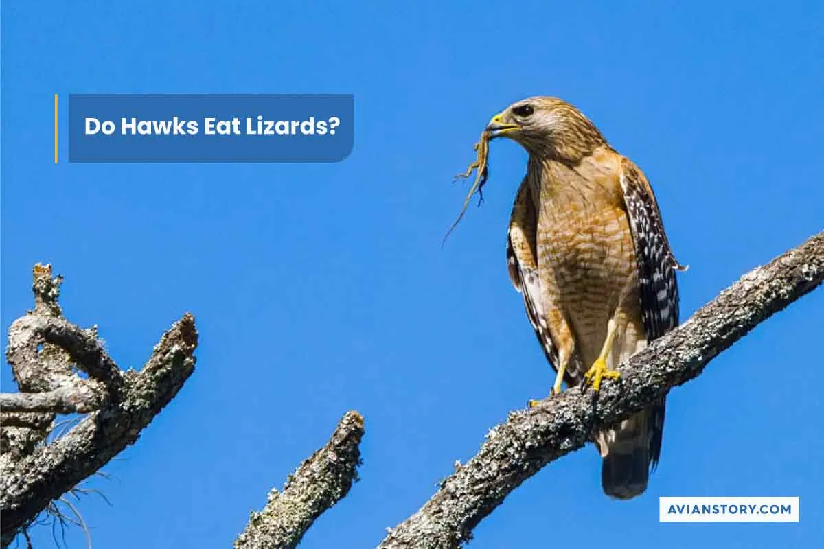 Do Hawks Eat Lizards? 3 Surprising Facts Revealed!