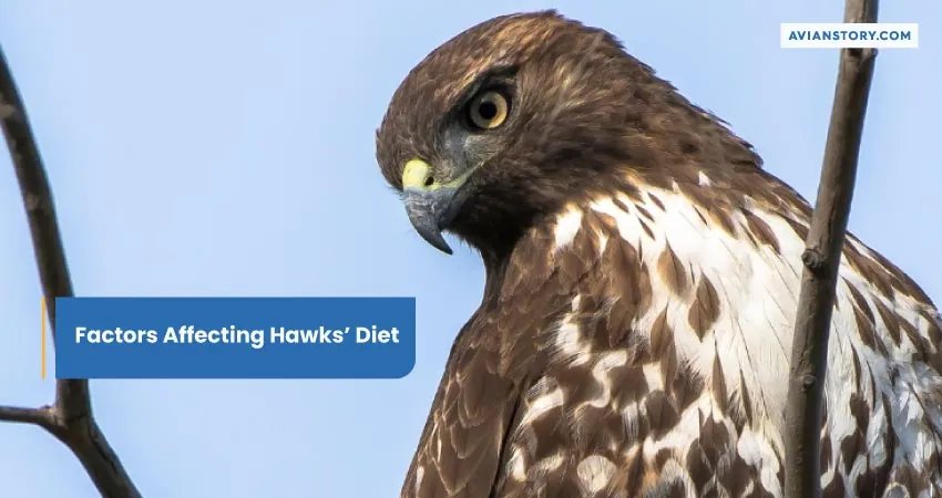 What Do Hawks Eat? [Species, Prey, and Tactics] 3