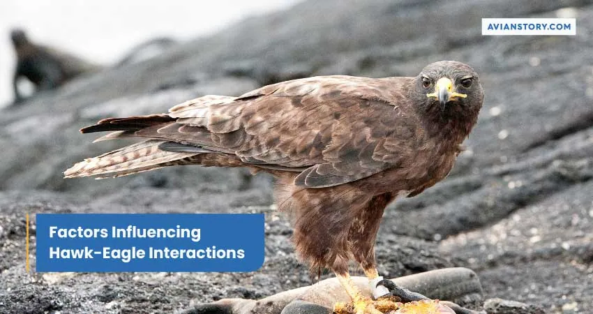 Factors Influencing Hawk-Eagle Interactions