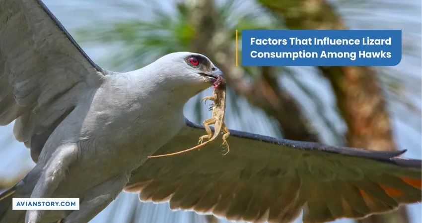 Factors That Influence Lizard Consumption Among Hawks