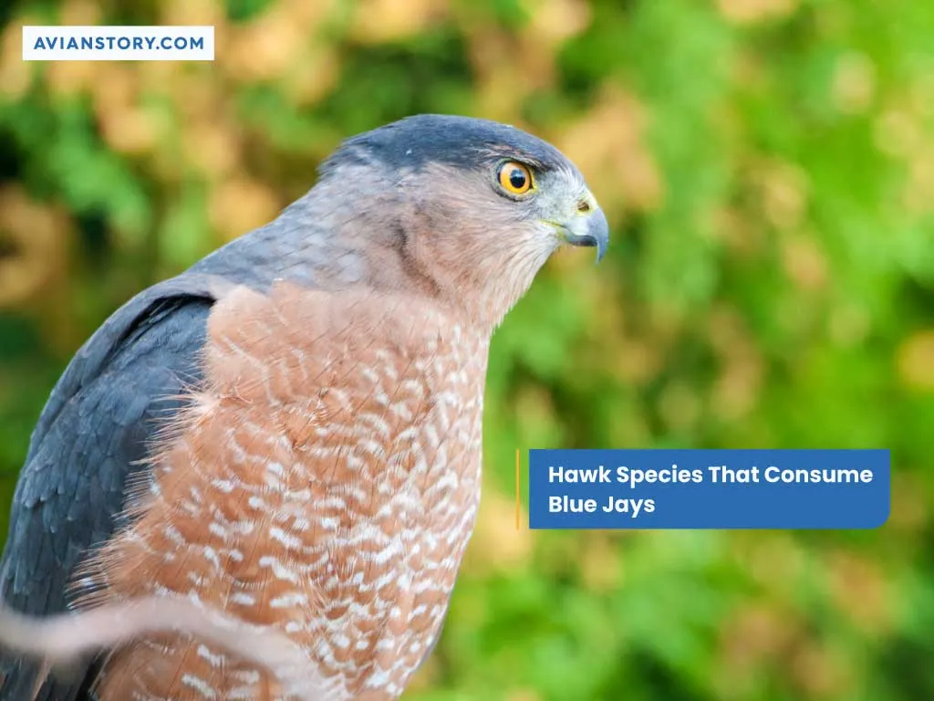 Do Hawks Eat Blue Jays? - Everything You Need to Know! 1