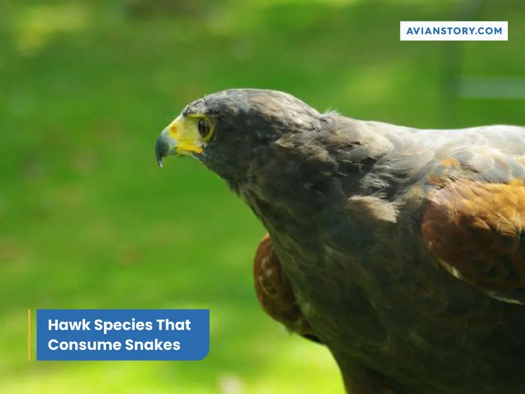 Do Hawks Eat Snakes: Snake Species Consumed By Hawks 1