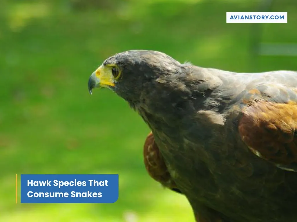 Hawk Species That Consume Snakes.webp