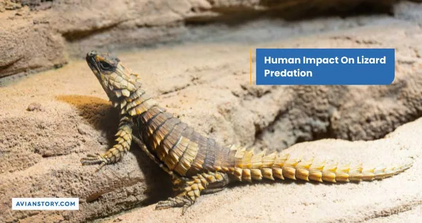 Human Impact On Lizard Predation