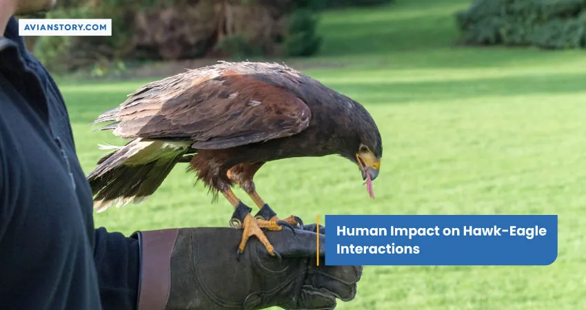 Human Impact on Hawk-Eagle Interactions