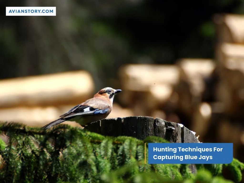 Hunting Techniques For Capturing Blue Jays