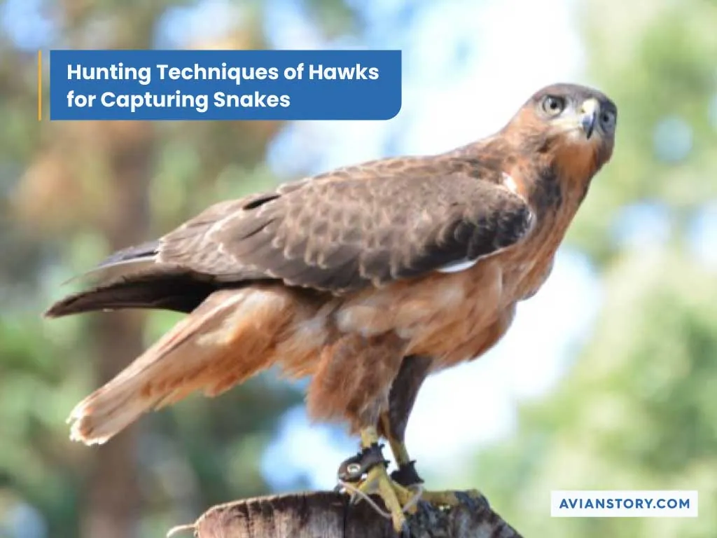 Do Hawks Eat Snakes: Snake Species Consumed By Hawks 3