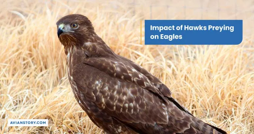 Impact of Hawks Preying on Eagles