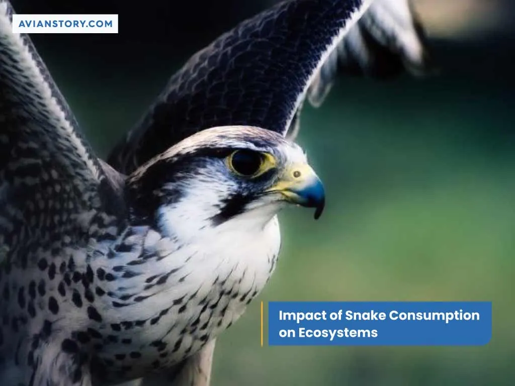 Do Hawks Eat Snakes Snake Species Consumed By Hawks   Impact Of Snake Consumption On Ecosystems.webp