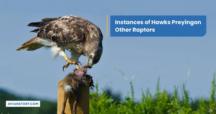 Instances of Hawks Preying on Other Raptors