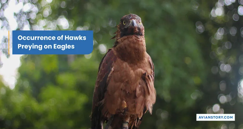 Occurrence of Hawks Preying on Eagles
