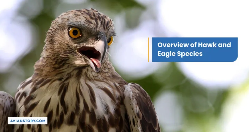 Overview of Hawk and Eagle Species