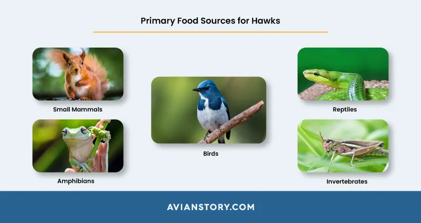 What Do Hawks Eat? [Species, Prey, and Tactics] 1