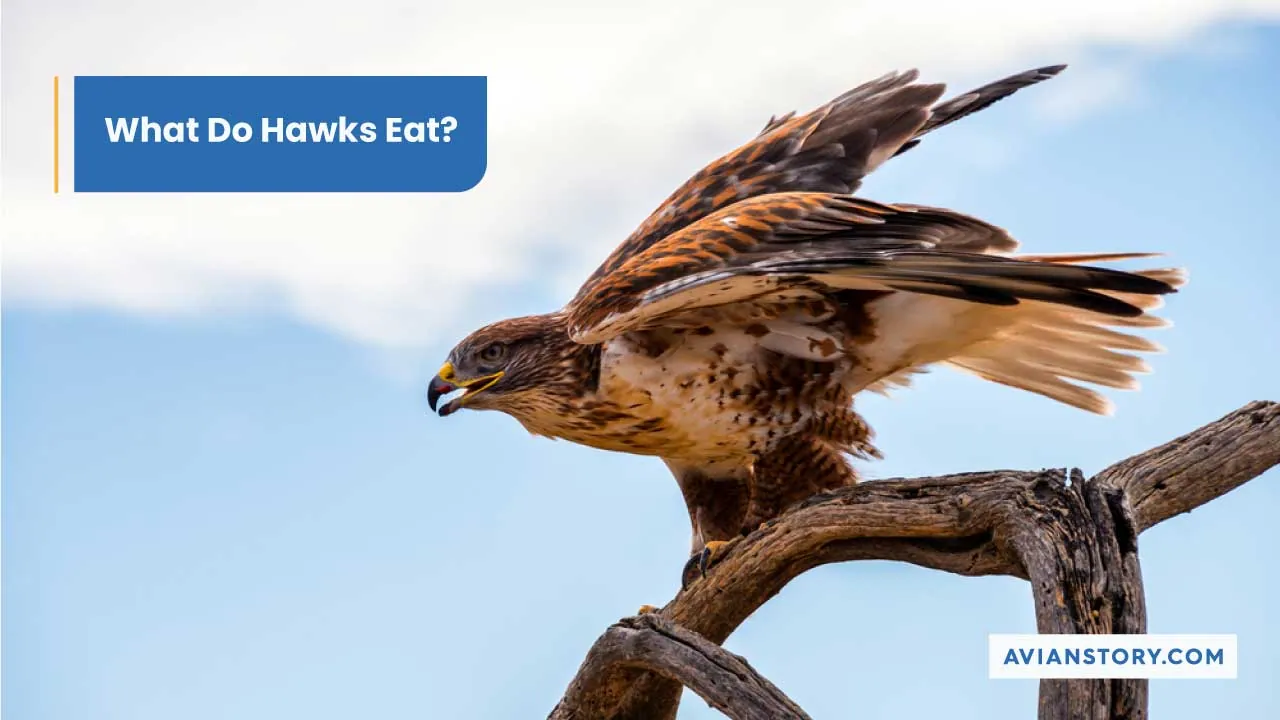 What Do Hawks Eat? [Species, Prey, And Tactics]