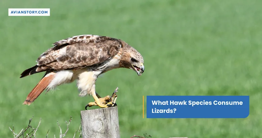 What Hawk Species Consume Lizards