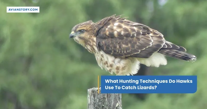 What Hunting Techniques Do Hawks Use To Catch Lizards