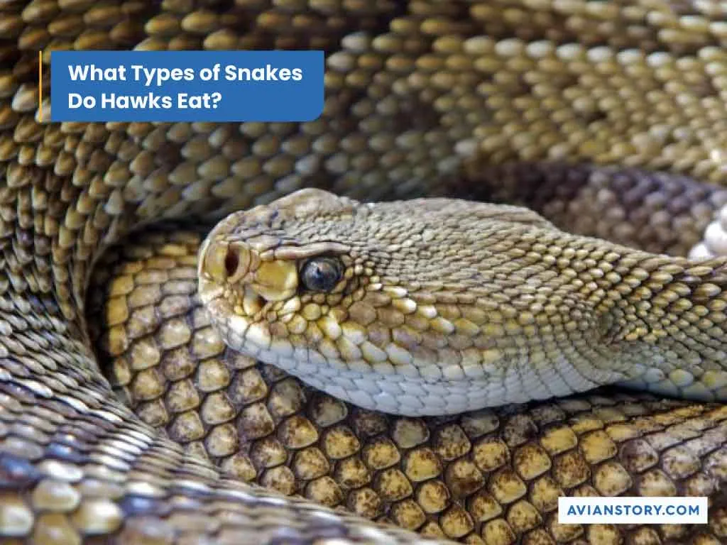 Do Hawks Eat Snakes: Snake Species Consumed By Hawks 2