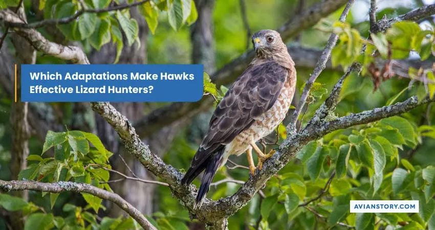 Which Adaptations Make Hawks Effective Lizard Hunters