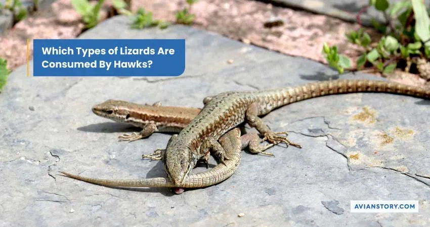 Which Types of Lizards Are Consumed By Hawks