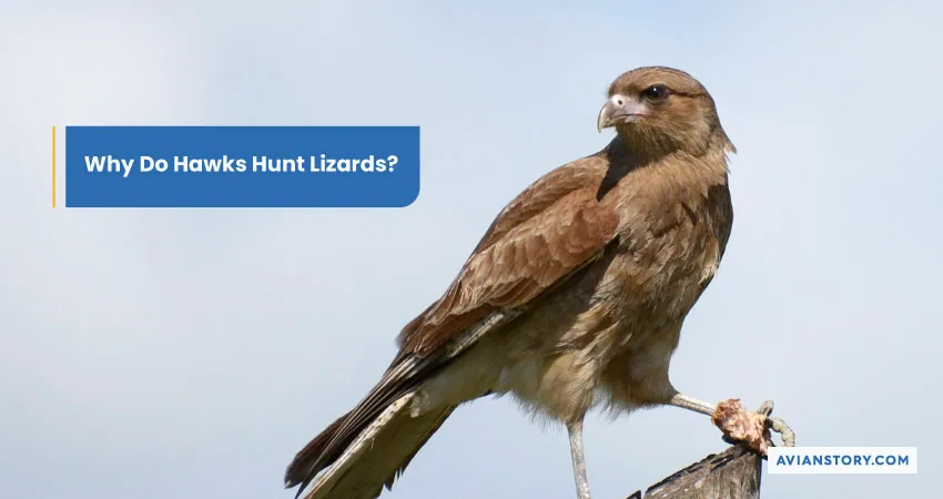 Why Do Hawks Hunt Lizards